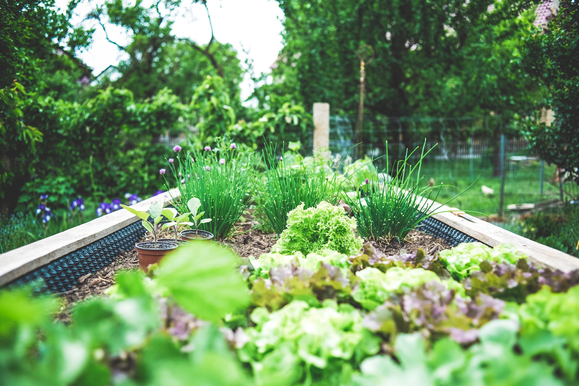 Gardening: A Beginner's Guide on How to Start a Simple Garden