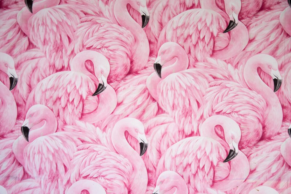 flamingos